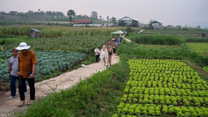 Kementan Perkuat Ketahanan Pangan Lewat Program Upland di 13 Kabupaten