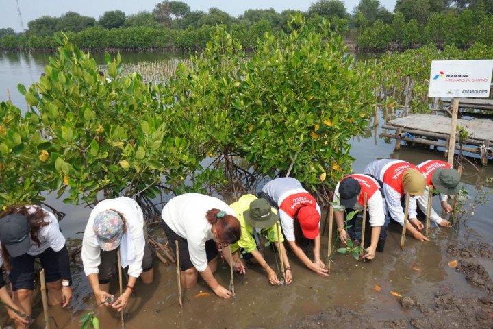 Apa Pentingnya Menjaga Kelestarian Ekosistem Pesisir?