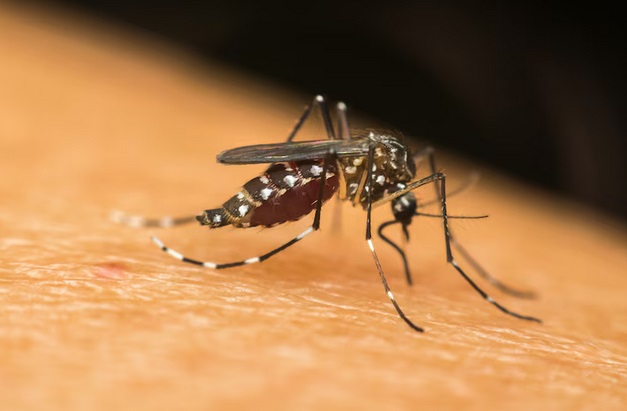 Tahun 2024 Sampai dengan 28 November ini, kami mencatat sejumlah 7.994 kasus dengue di Sumatera Utara dengan 52 kematian. Ilustrasi-Freepik