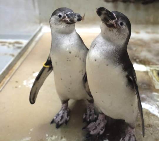 Flip dan Flop, dua bayi penguin yang lahir di Jakarta Aquarium & Safari. (Foto: Dok. Taman Safari Indonesia)
