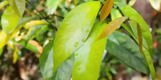 9 Manfaat Daun Melinjo untuk Kesehatan Tubuh