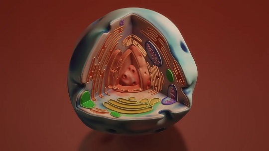 Fungsi Badan Golgi dalam Sel Tumbuhan, Ketahui Ciri-ciri dan Strukturnya