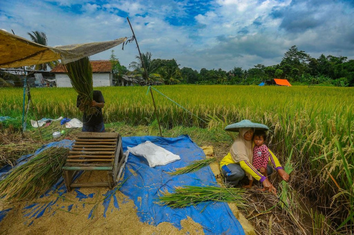 Peran Aktif BRI Dukung Ketahanan Pangan, Salurkan Kredit Senilai Rp199,83 Triliun di Sektor Pertanian