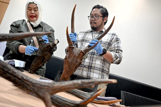 Polisi Aceh Ungkap Kasus Perdagangan Satwa Liar