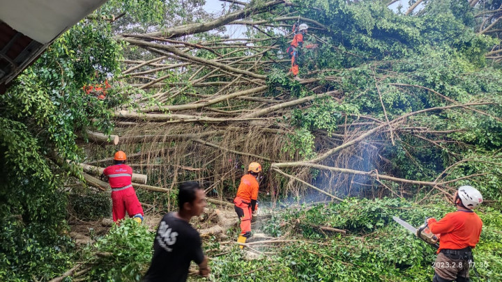 Pohon Tumbang di Monkey Forest Bali Tewaskan 2 WNA, Ketahui Ini Ciri Pohon Berpotensi Tumbang