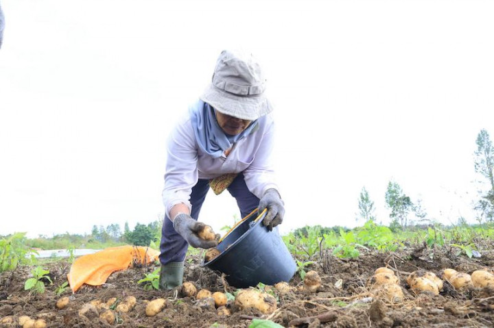Memupuk Harapan Baru di Tanah Humbang Hasundutan: Kisah Petani dari Program Lumbung Pangan