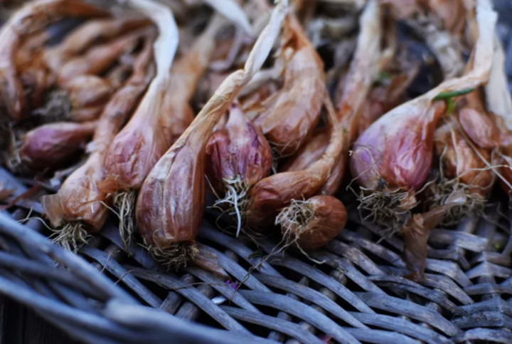 Amankah Makan Bawang yang Sudah Bertunas? Ini Penjelasannya