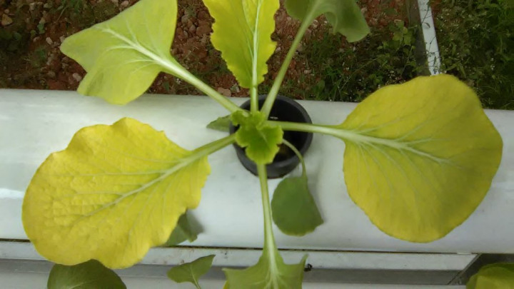 Amankah Makan Sayur Hijau yang Sudah Menguning?