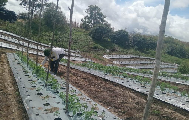Petani Humbang Hasundutan Sukses Tanam Bawang Merah dari Biji