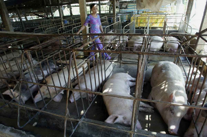 Demam Babi Afrika di Indonesia, Apakah Bisa Menular ke Manusia?