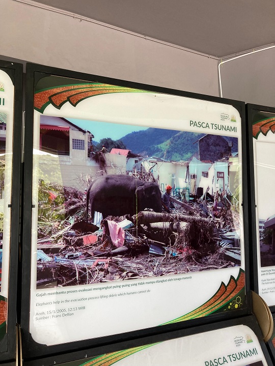Gajah, Sang Penolong yang Terlupakan di Tsunami Aceh