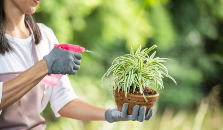 10 Cara Merawat Tanaman saat Musim Hujan
