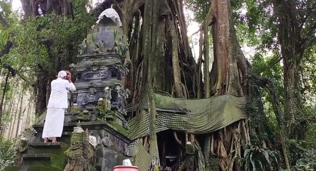 Pemangku memohon Tirta di Padmasana Pura Antaboga. Di belakang Padmasana itulah berdiri pohon Tri Murti, yang dipercaya sebagai tempat bertapanya Rsi Markandeya. (BC5)