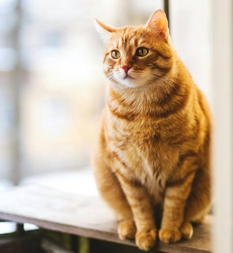 Seekor kucing di Oregon mati setelah mengonsumsi makanan hewan mentah yang dipastikan terkontaminasi H5N1. (Foto: Ilustrasi/Dok. Pexels.com)