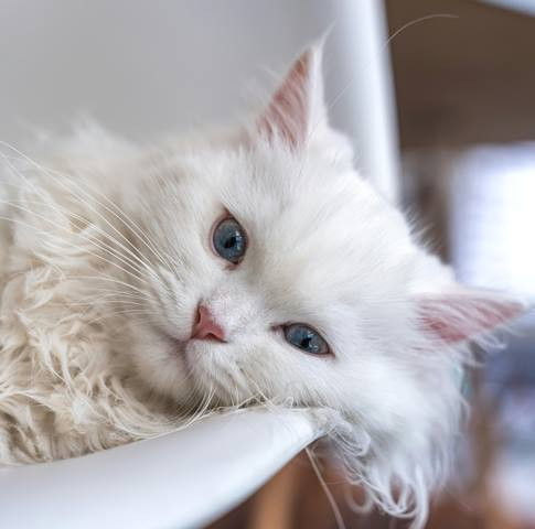 5 Tips Jaga Kesehatan Anabul