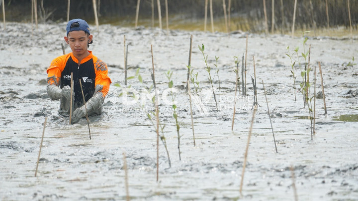 Penanaman Mangrove Melawan Abrasi di Mangare