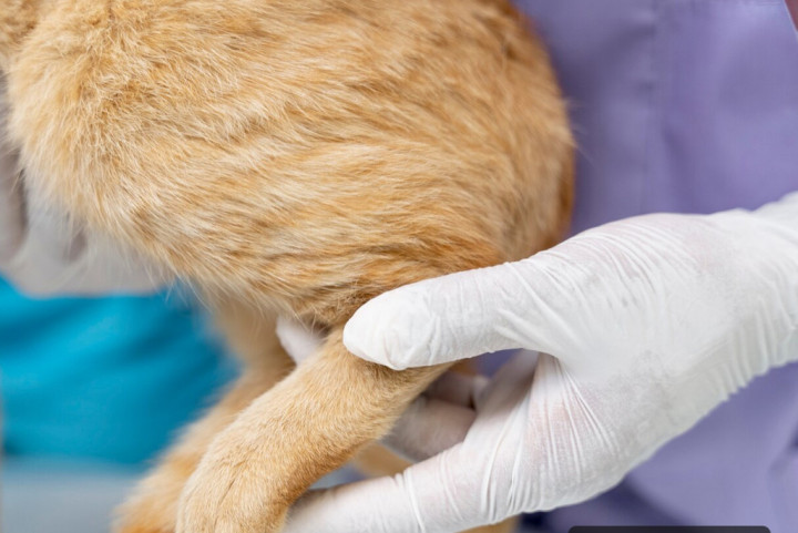 Ini 4 Bahaya Cakaran Kucing yang Perlu Kamu Waspadai