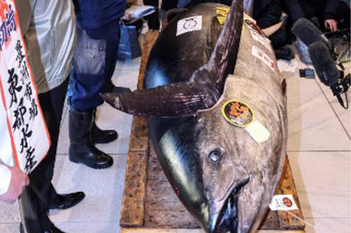 Tuna Sirip Biru ini Laku Seharga Rp21 Miliar