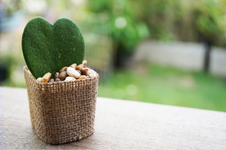 Jadi Tren 2025, Begini Cara Merawat Tanaman Hoya agar Subur