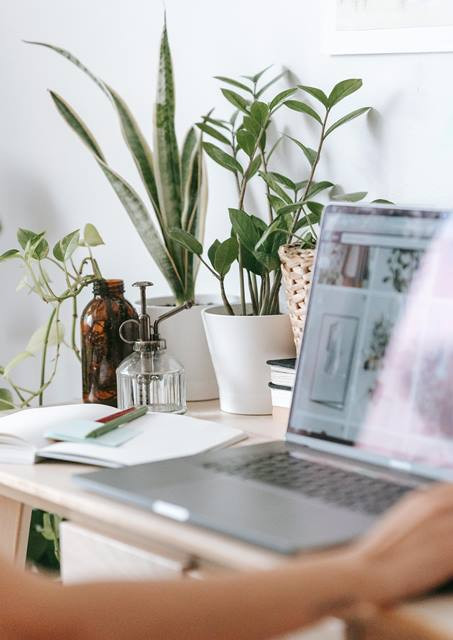 5 Tanaman Pemberi Keberuntungan Menurut Fengsui 2025