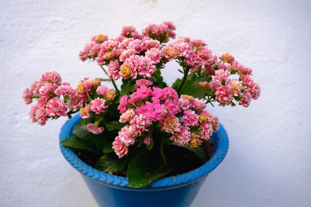 Stop! Tanaman Ini Tidak Boleh Digabung dalam Satu Pot