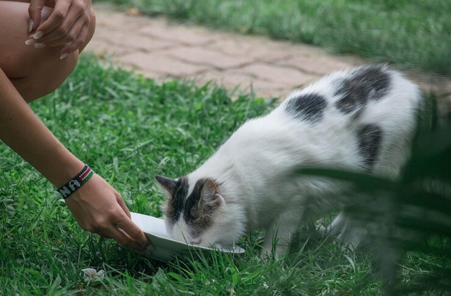 Tips Memberi Makanan untuk Kucing Liar: Panduan Praktis dan Bertanggung Jawab