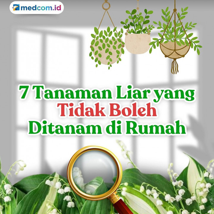 Tanaman-tanaman Liar ini tak Boleh Ditanam di Rumah