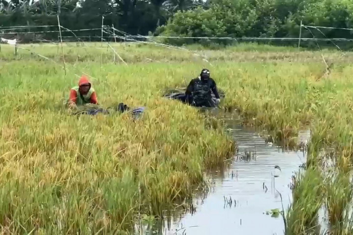 30 Hektare Sawah di Rorotan Terendam Banjir, Petani Rugi Ratusan Juta