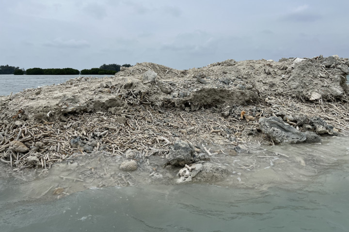KLH Segel Proyek Pembangunan di Kukusan Pulau Pari yang Merusak Mangrove