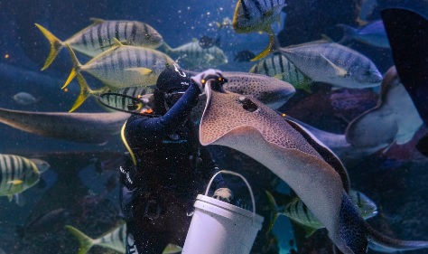 Liburan Seru di Jakarta Aquarium: Harga Tiket, Jam Operasional, dan Wahana Terbaru