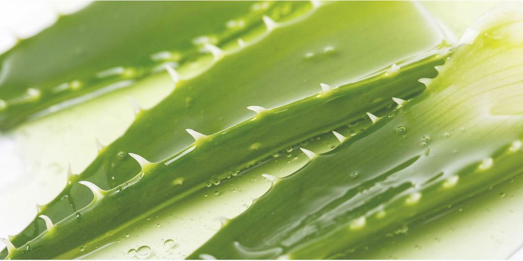 Aloe vera atau lidah buaya telah lama dikenal sebagai bahan alami yang efektif dalam merawat kulit. Dok.Ist