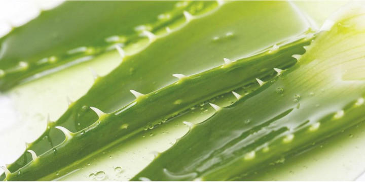 Kulit Sehat dengan Herbal Aloe, Perawatan Alami tanpa Paraben dan Sulfat