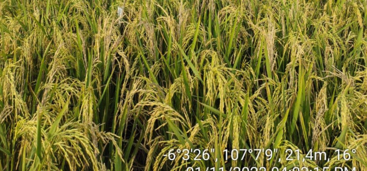 Mengenal Padi Biosalin Solusi Lahan yang Terdampak Rob