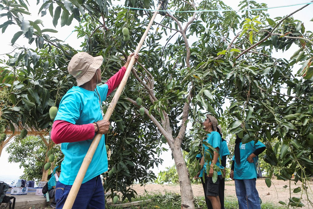 Ketua Kelompok Tani Wonorejo (kiri) bersama generasi muda peduli lingkungan yang tergabung dalam gerakan Siap Darling memanen mangga hingga 30 ton pada September 2024 lalu. Dok. BLDF
