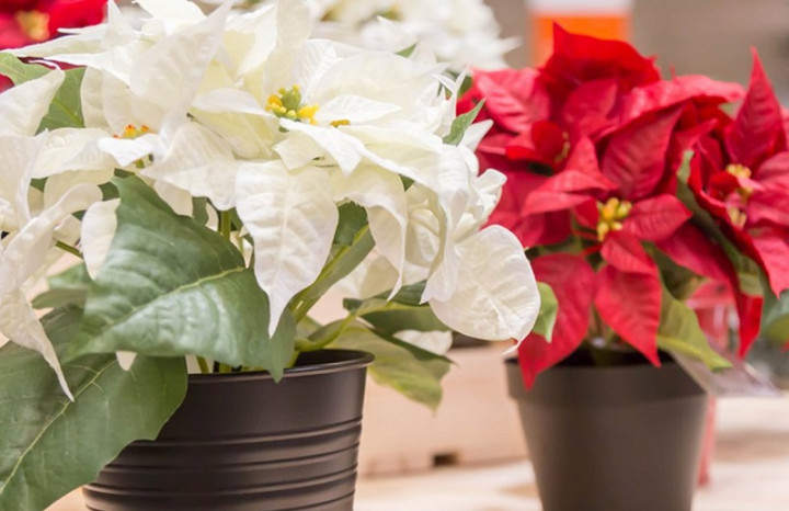 8 Tanaman Hias yang Sebaiknya Dihindari, Kenapa Ya?