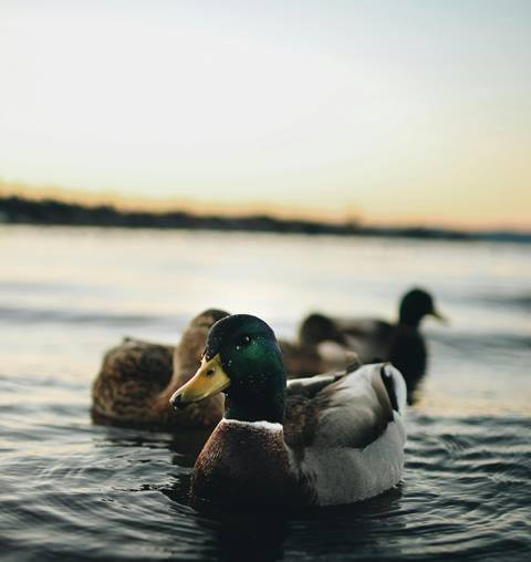 Duck Syndrome: Saat Terlihat Baik-baik Saja Padahal Ada Struggling