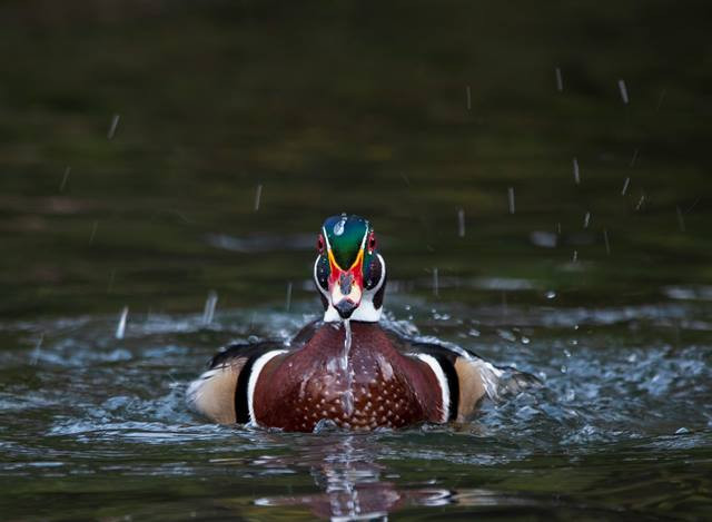 3 Berita Terpopuler Gaya: Duck Syndrome Hingga Ciri Pasangan Manipulatif