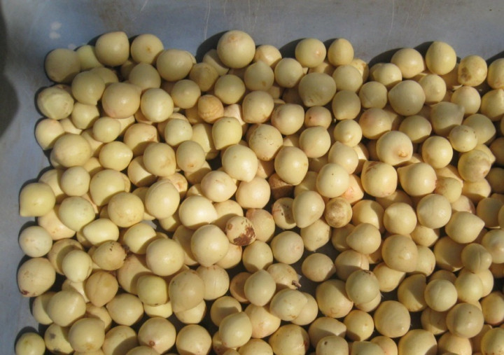 Dosen Fapet UGM Kembangkan Pakan Ternak Ruminansia dari Biji Nyamplung