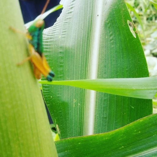 Apakah Serangga Bisa Jadi Sumber Protein Makan Bergizi Gratis? Ini Kata Pakar IPB