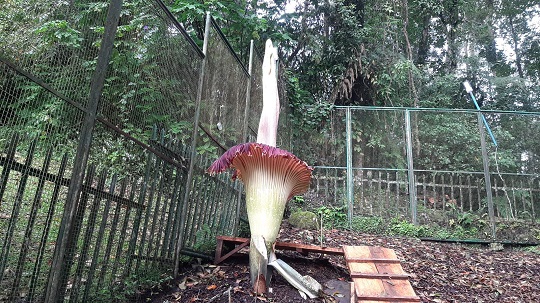 Terlambat 2 Tahun, Bunga Bangkai di Kebun Raya Cibodas Mekar Perdana pada Awal 2025