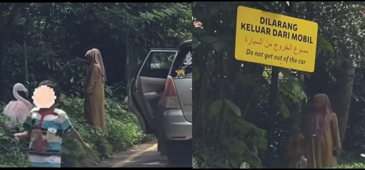 Viral Pengunjung Taman Safari Turun dari Mobil di Area Satwa, Gimana Sih Aturannya?