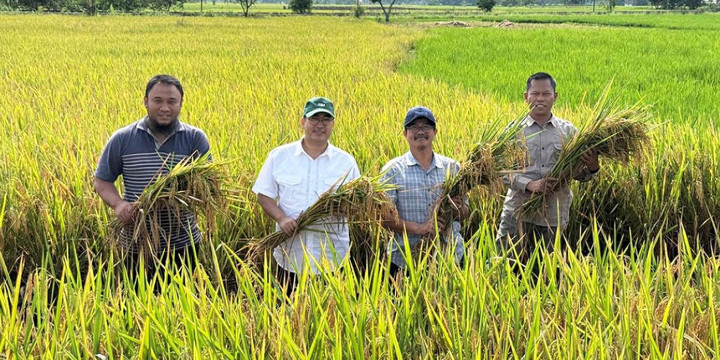 IPB University Kenalkan Generasi Baru Varietas Padi Tipe Baru, Ini Keunggulannya