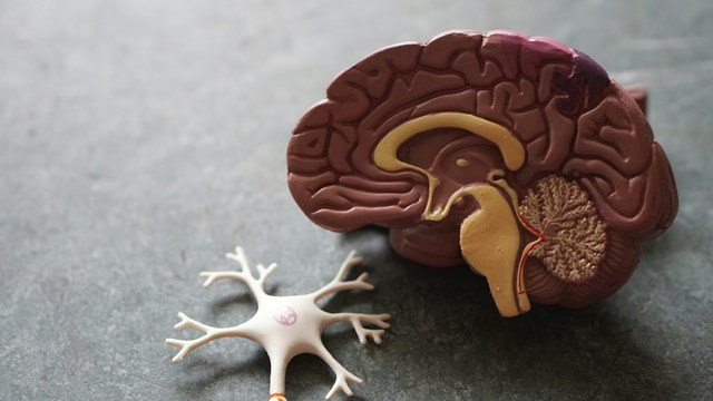 Dalam Alzheimer's Drug Discovery Foundation disebutkan, tingkat kehilangan sel otak adalah 26% lebih cepat pada penderita diabetes. (Foto: Ilustrasi/Dok. Pexels.com)