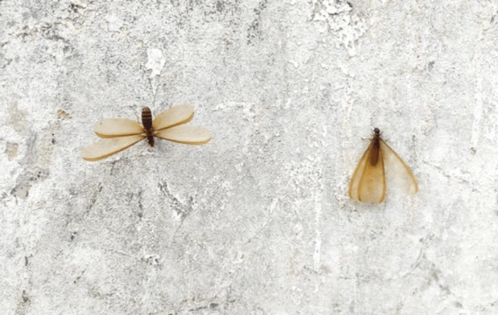 Alasan Laron Masuk Rumah saat Hujan, dan Cara Mengusirnya