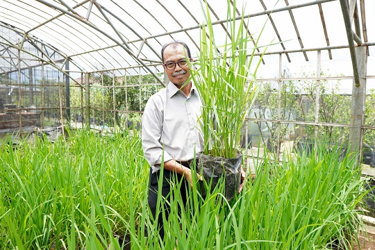 Kaya Manfaat, Peneliti Unsoed Gencarkan Penelitian Beras Hitam