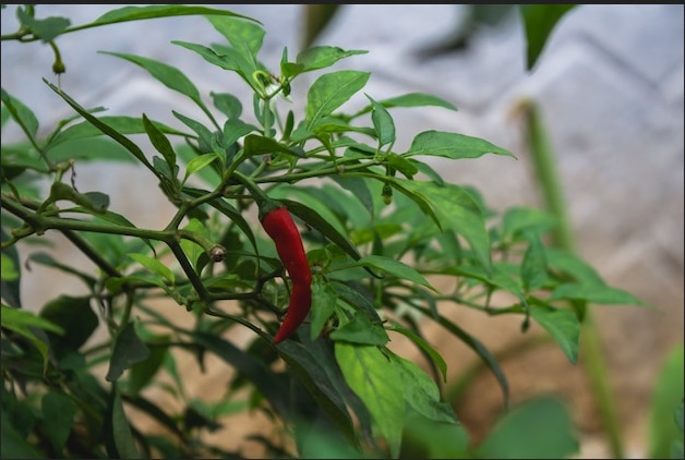 Gampang Banget, Dosen IPB Bagikan Cara Menanam Cabai Sendiri di Rumah