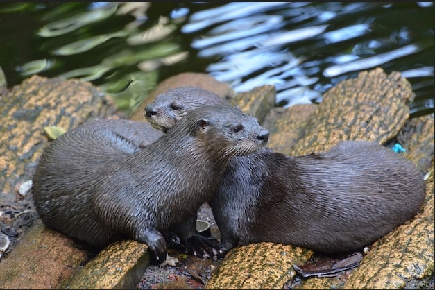 Banyak yang Pelihara Otter, Dosen Unair Ingatkan Masih Bernaluri Liar dan Hewan Dilindungi