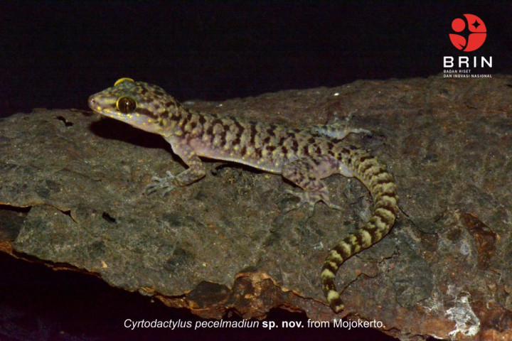 <i>Cyrtodactylus pecelmadiun</i>, Nama Unik Cecak Spesies Baru dari Madiun