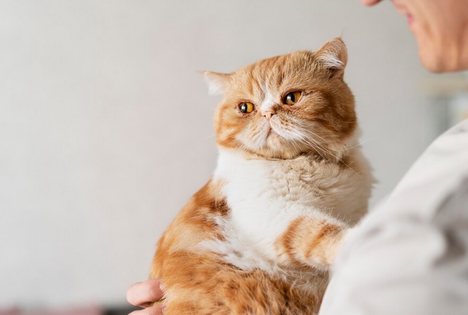 Setelah disterilisasi, kucing akan cenderung lebih fokus untuk makan, tidur, dan bermain bersama pemiliknya. Ilustrasi Freepik