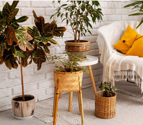 Sambut Idulfitri, Ini 5 Tanaman Hias yang Cocok Dipajang di Rumah